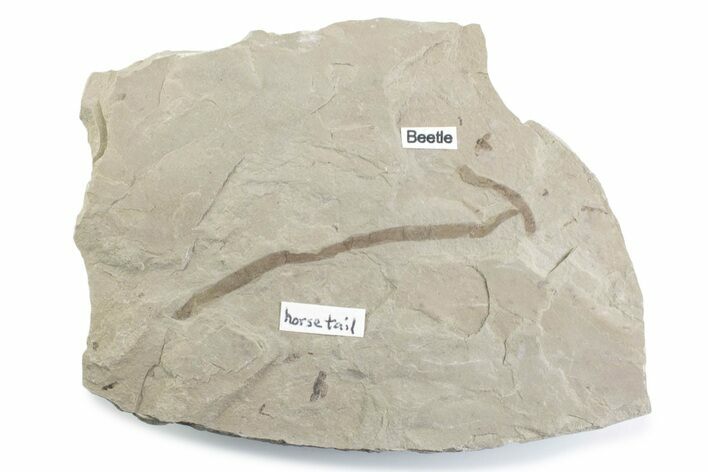 Fossil Beetle and Horsetail Plate - Green River Formation, Utah #377173